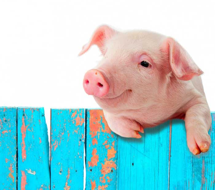 Pig Naming Law In France
