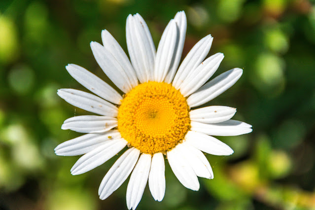 Imagen de flor de Argyranthemum frutescens en Ons