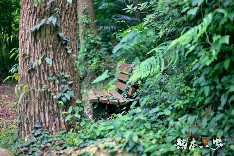 一秒到歐洲｜苗栗飛牛牧場｜最美牧場和大草原~野餐嬉戲觀乳牛、人工濕地護自然