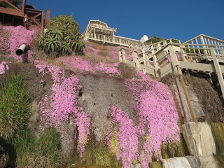 Pretty in pink on the cliffs