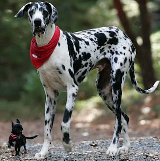 great dane dog puppy puppies breeds hound canine pooch canis bow-wow despicable fellow qen txakurra gos pas hond koer aso koira kutya hundur madra pets huisdieren animaux de compagnie Haustiere de companie husdjur Evcil Hayvan anifeiliaid anwes domace zvali augintiniai alagang hayop domaci zvirata kucni ljubimci animals domestics maskotak wallpaper