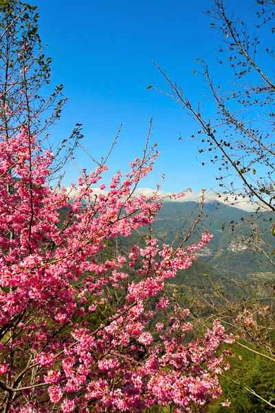 新竹尖石財伯觀光果園泰崗櫻花盛開春色滿園美不勝收，免費參觀