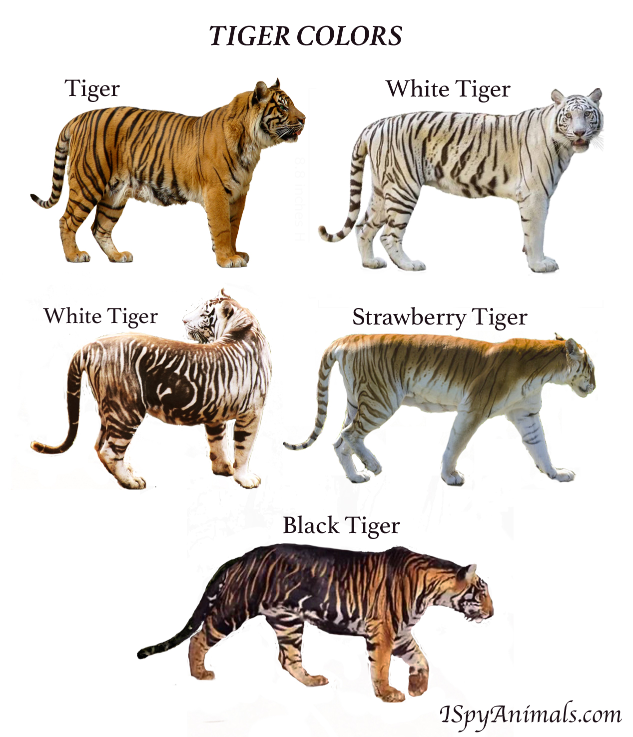 I Spy Animals: The Colors of Tigers