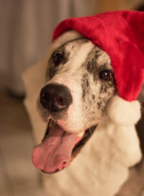 Santa Hat Seen On www.coolpicturegallery.us