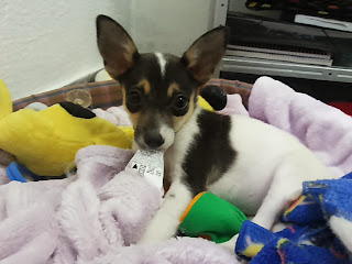 Really cute puppy picture of Fox Paulistinha in blanket