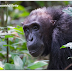 Chimpanzés fêmeas também manifestam menopausa, aponta estudo