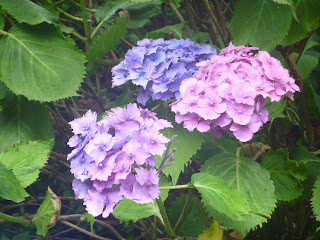 a hydrangea bush with pink and purple flowers