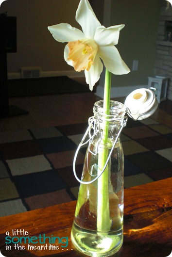 Daffodil in Vintage Look Bottle