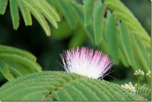 Mimosa_Bloom_June16