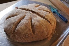 multigrain-spelt-einkorn-kamut-walnuts_142