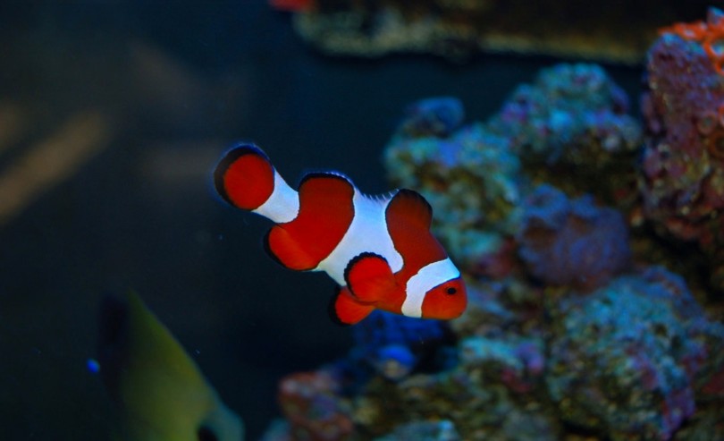  Ikan  Nemo  Mengenal Jenis Perawatan dan Harganya Terbaru