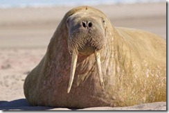 morsa - (Foto: Shutterstock)