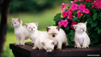 Cute Kittens Wallpaper