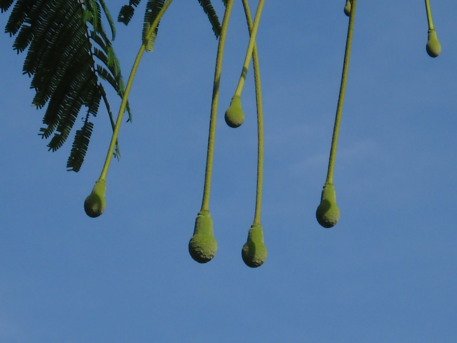 KENALI POKOK SAYANGI POKOK: PETAI