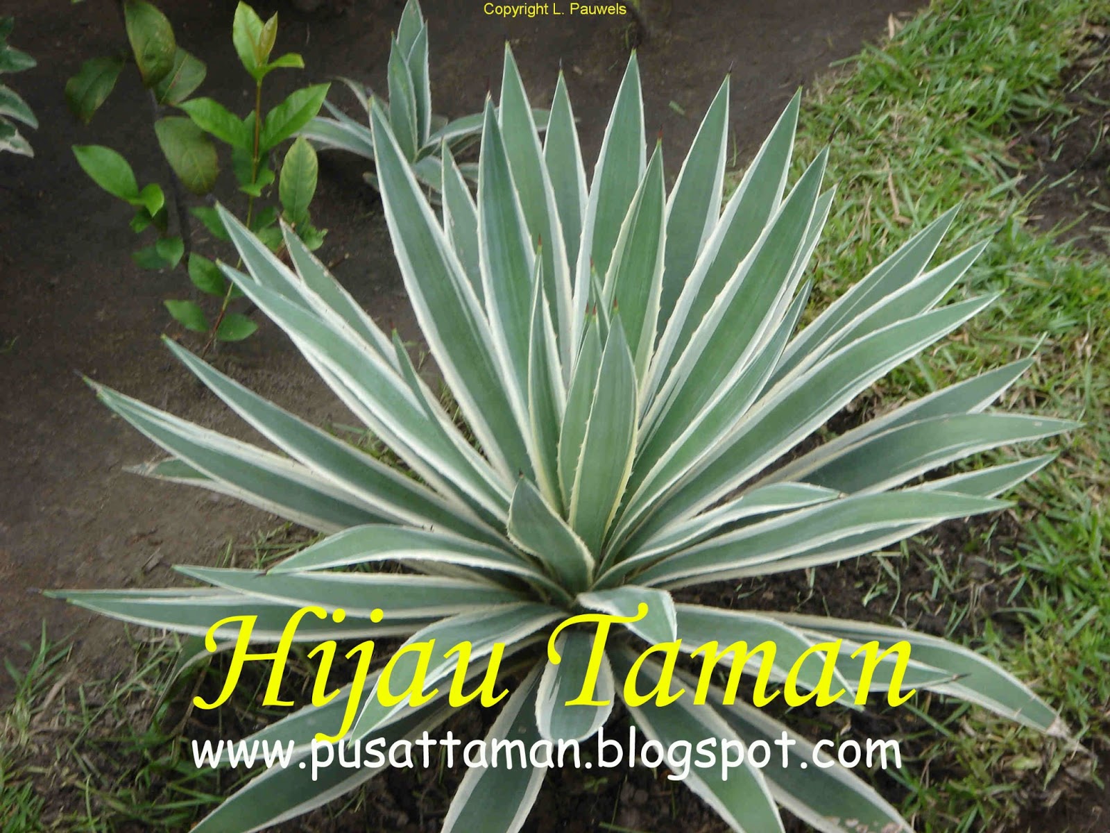 Jual Pohon Agave Tanaman Hias TUKANG TAMAN