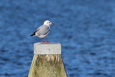 Kob - Kokmeeuw - Chroicocephalus ridibundus