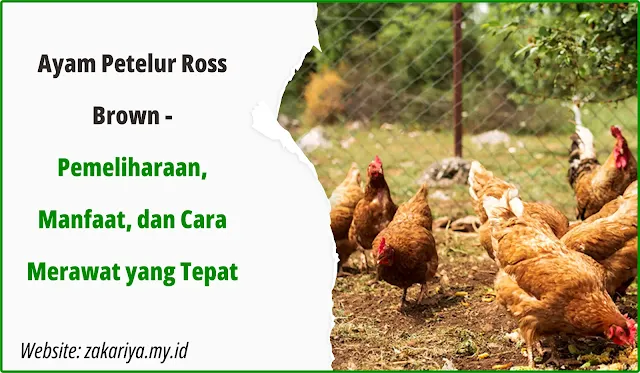 Ayam Petelur Ross Brown