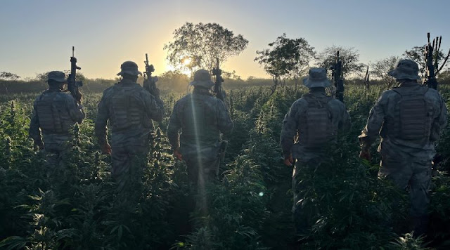 Operação desarticula novo grande plantio de maconha na Paraíba