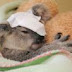 Bebê coala sobrevive a ataque com 15 tiros