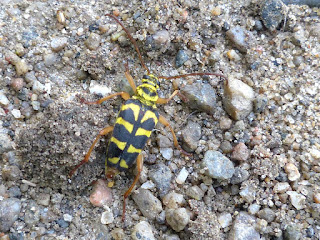 Perceur du marronnier - Strophiona nitens