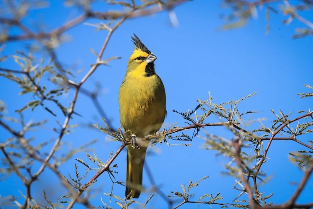 Captura do cardeal-amarelo para criação como ave de gaiola pode leva-lo à extinção na natureza