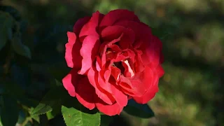 Die Auferstehung der Rose - Ruben Dario