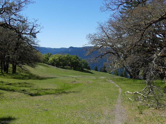 drying grass and flowers surrounded by white oak