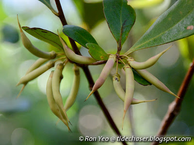 Kacang-kacang (Aegiceras corniculatum)