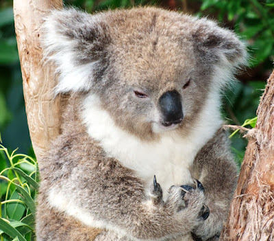 koala (Phascolarctos cinereus)