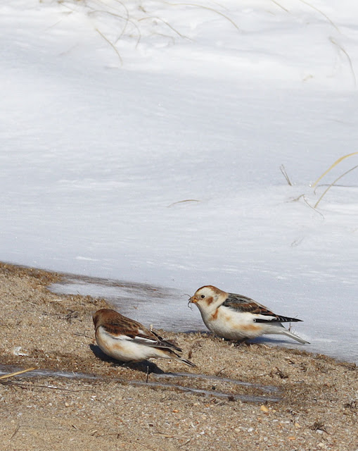 snow buntings