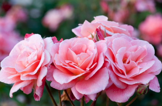 13 Kata Mutiara tentang Bunga Mawar dalam Bahasa Inggris 