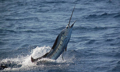 Ikan sailfish