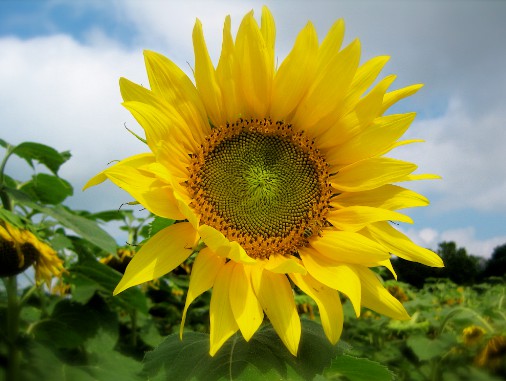 21 Gambar  Bunga  Matahari Beserta Potnya Simple Dan Minimalis