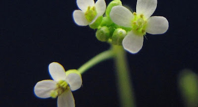 flowering-plant