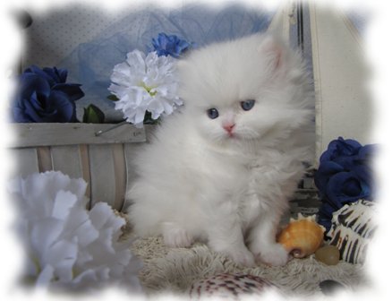 Persian cat