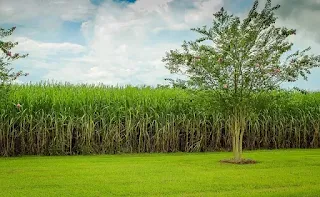 Imagem mostra cultivo de cana-de-açúcar - Crédito: James DeMers/Pixabay