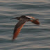 Whimbrel in the dawn.