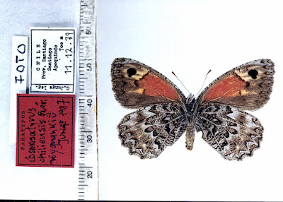 Mariposa patagónica (Argyrophorus chiliensis)