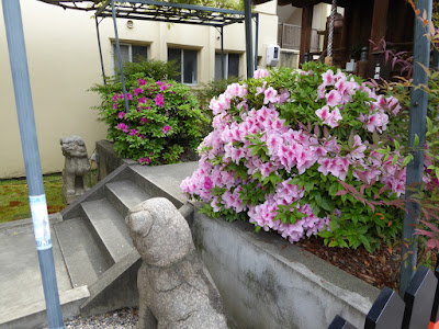 春日神社 ツツジと狛犬