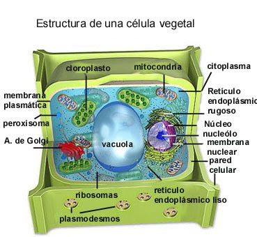 celula vegetal y celula animal. celula animal y sus partes.