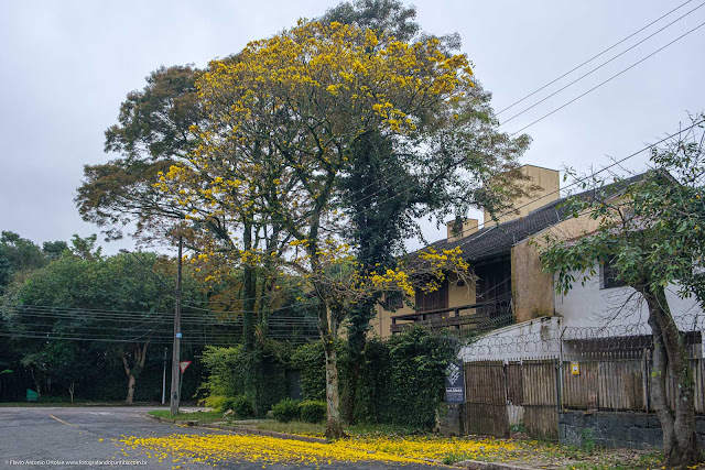 Ipê amarelo florido com tapete de flores derrubadas pelo vento.