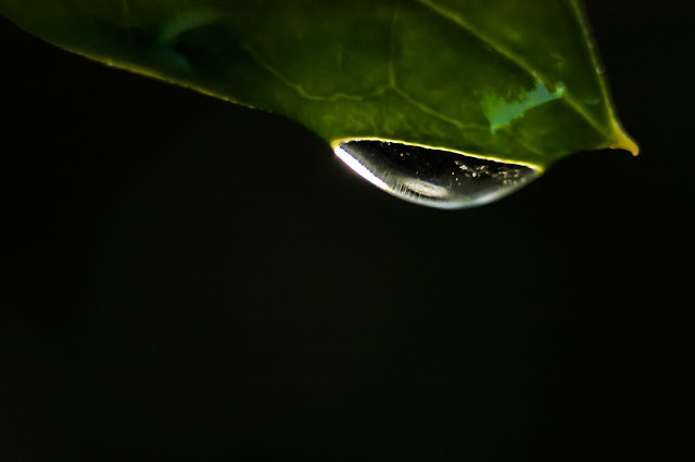 fotografía macro de una gota de lluvia