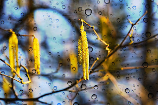 tree branches