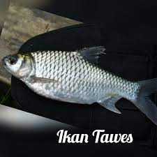 Ikan Tawes
