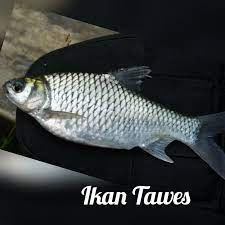 Perbedaan Ikan Bader Dan Ikan Tawes