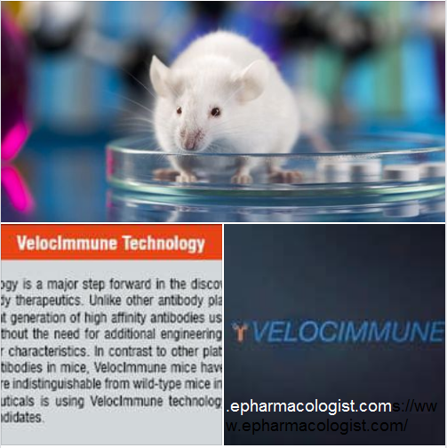 إنتاج الأجسام المضادة البشرية في الفئران VelocImmune