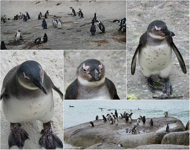 Boulders Beach African Penguins