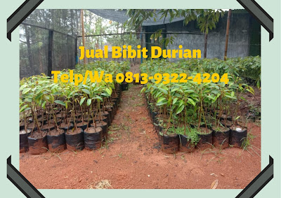TSEL WA 0813 9322 4204 Jual  Bibit Durian Musang King 