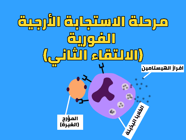 آلية الإستجابة الأرجية