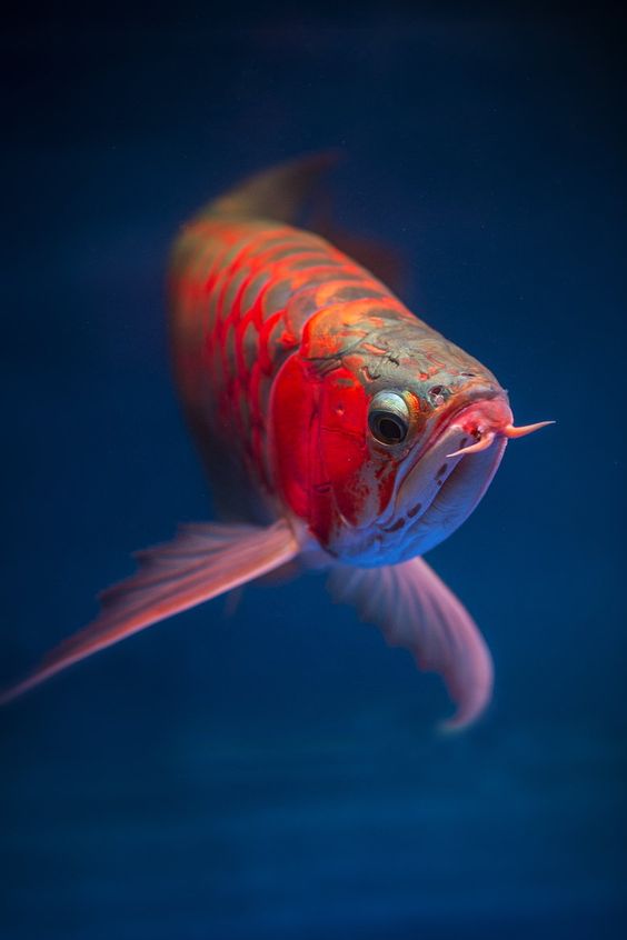 Dragon Fish Arowana Beauty 5